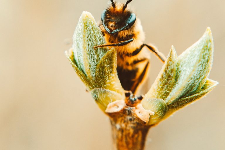 Comment les abeilles et l'énergie solaire vont ils de pair ?