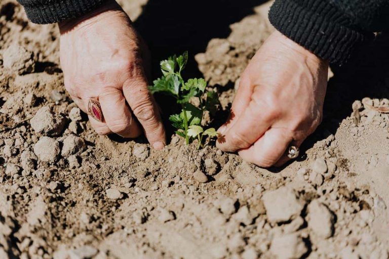 jardin éco-responsable plantes