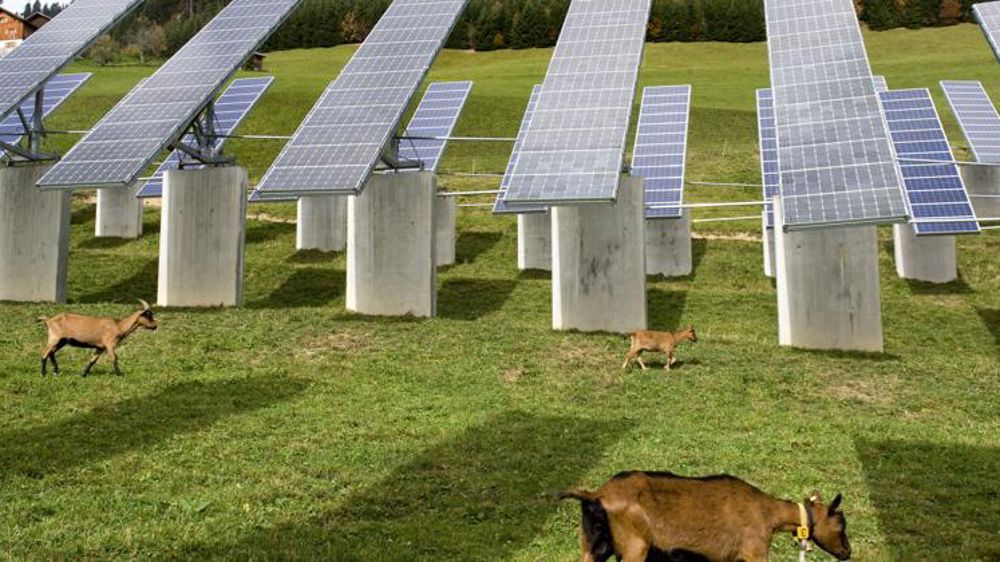 cultures les mieux adaptées à l'agrivoltaïsme